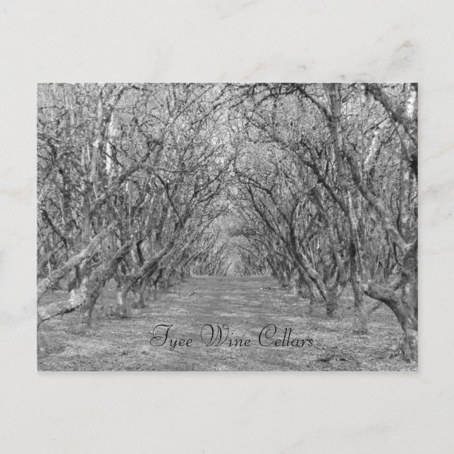 Tyee Hazelnuts Postcard (Front)