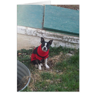 Tyke