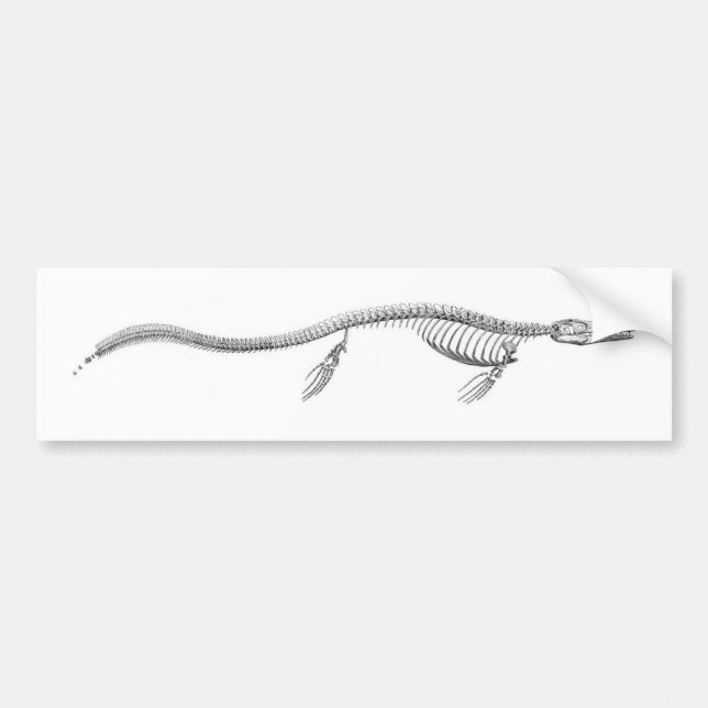 Tylosaurus Skeleton Bumper Sticker (Front)