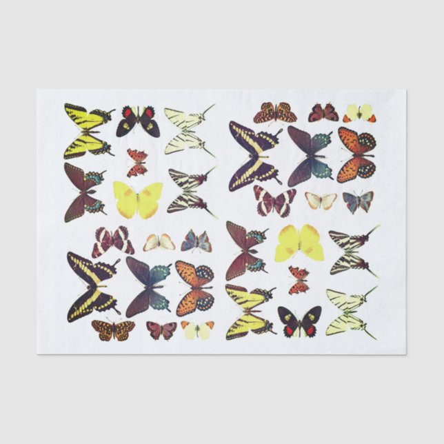 Types of Butterflies Collection Colourful Tissue Paper (Front)