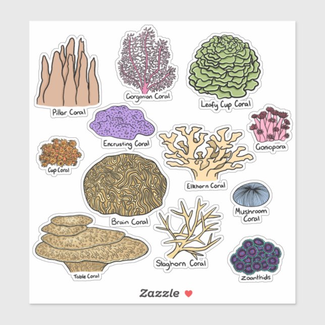 Types Of Coral (Sheet)