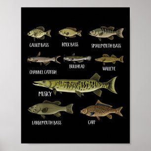 Types Of Freshwater Fish Sorts Species Fishing Poster