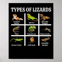 Types of Lizards Lizard Reptiles
