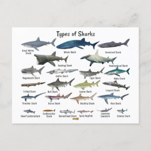 Types of sharks chart holiday postcard