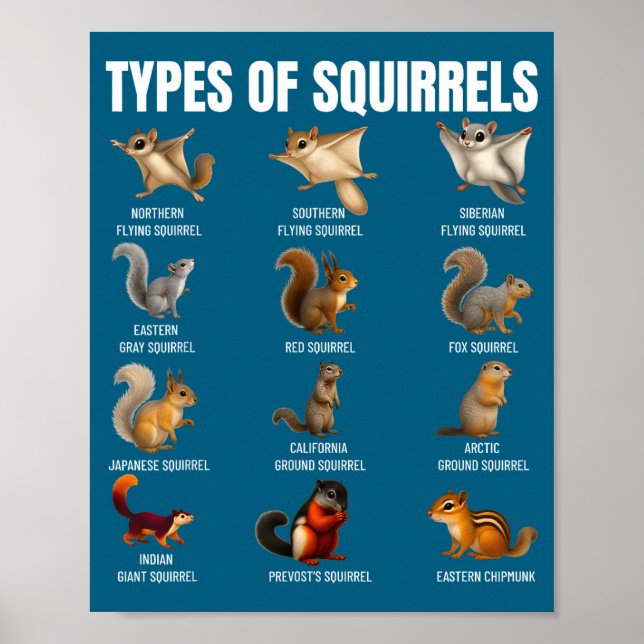 Types Of Squirrels Identification Chart Species Of (Front)