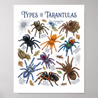 Types of Tarantulas Watercolor Spider Art Poster