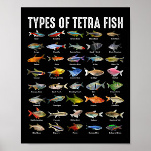 Types Of Tetra Fish - Tetras Aquarium Fish Species Poster