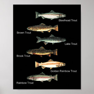 Types Of Trout Fish Species Collection Fishing  Poster