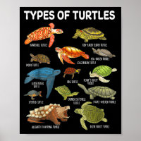 Types Of Turtles Funny Sea Turtle Animal Men Women