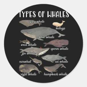 Types Of Whales Cute Ocean Mammals Guide Classic Round Sticker