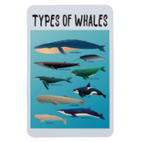 Types Of Whales Ocean Mammal Variety 