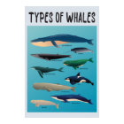 Types Of Whales Ocean Mammal Variety 