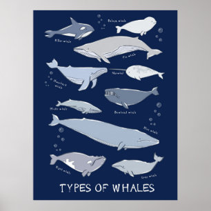 Types Of Whales Ocean Mammal Variety Poster
