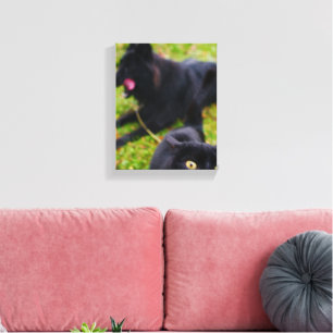 Typical Cat and Dog Antics Animal Scene Canvas Print