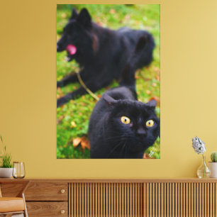 Typical Cat and Dog Antics  Canvas Print