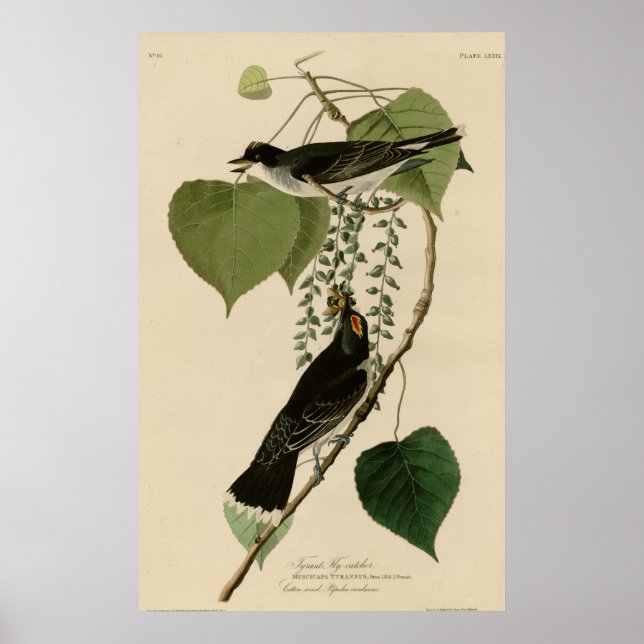 Tyrant Fly-catcher Poster (Front)