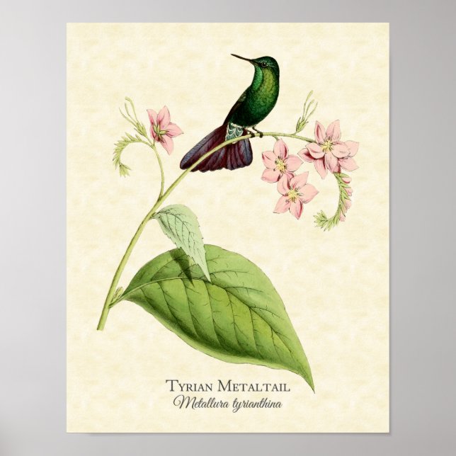 Tyrian Metal Tail Hummingbird Art Print (Front)