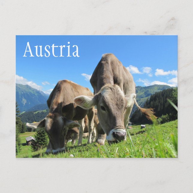 Tyrolean Cows Grazing, Austrian Alps Postcard (Front)