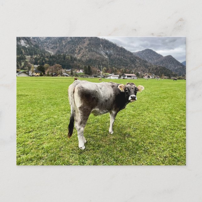 Tyrolean Gray Cow Austria           Holiday Postcard (Front)