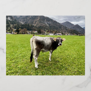 Tyrolean Grey Cow Austria    Foil Holiday Postcard