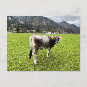 Tyrolean Grey Cow Austria             Postcard