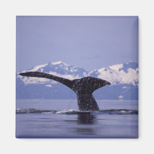 U.S.A., Alaska, Inside Passage Humpback whale Magnet