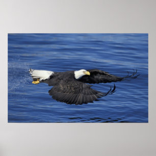 U.S.A., Alaska, Kenai Peninsula Bald eagle Poster