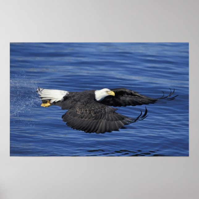 U.S.A., Alaska, Kenai Peninsula Bald eagle Poster (Front)