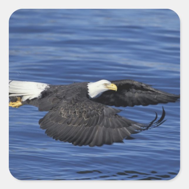 U.S.A., Alaska, Kenai Peninsula Bald eagle Square Sticker (Front)
