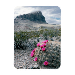 U.S.A., Texas, Big Bend National Park. Blooming Magnet