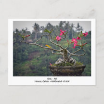 Ubud, Bali Indonesia Holiday Travel Postcard