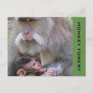 ubud macaque postcard
