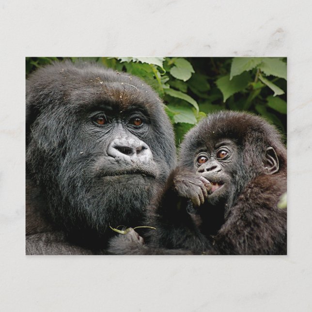 Ugandan Mother & Baby Gorilla Postcard (Front)