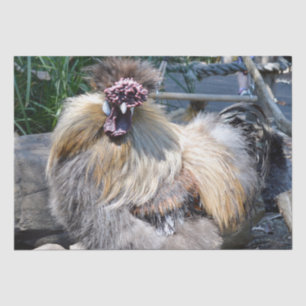 Ugly Chicken, Tissue Paper