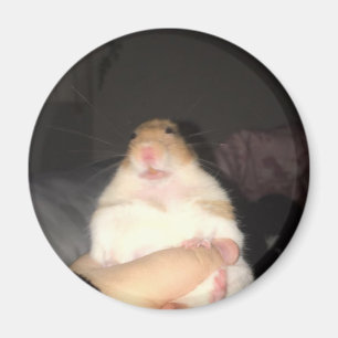 Ugly hamster meme magnet