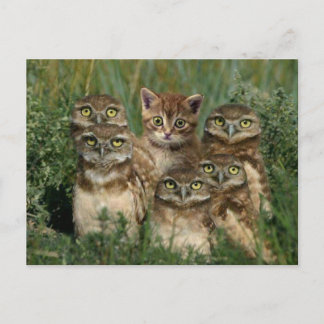 uil en kitten postcard
