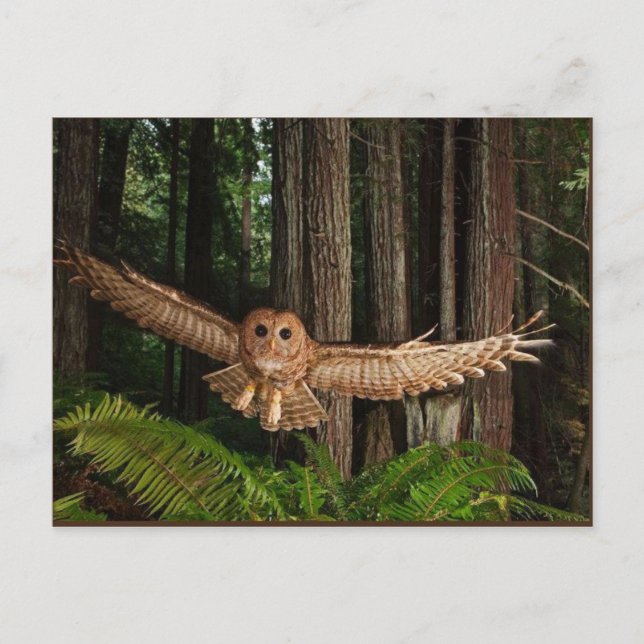 uilen postcard (Front)