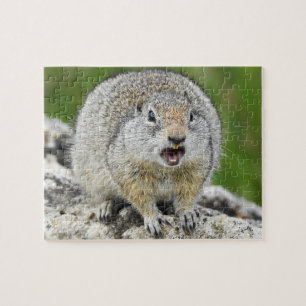 Uinta Ground Squirrel Puzzle