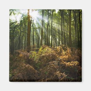 UK, England. Rays of sunlight streaming through Magnet