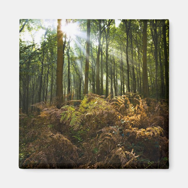UK, England. Rays of sunlight streaming through Magnet (Front)