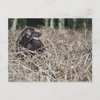 UK, England, Suffolk, Thetford Forest, Black 2 Postcard
