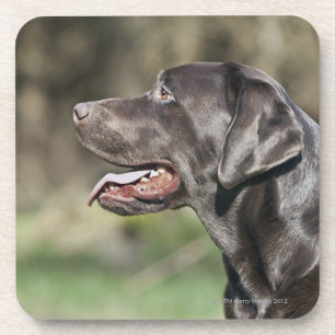 UK, England, Suffolk, Thetford Forest, Profile Coaster