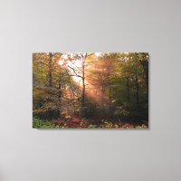 UK. Forest of Dean. Sunbeam penetrating a