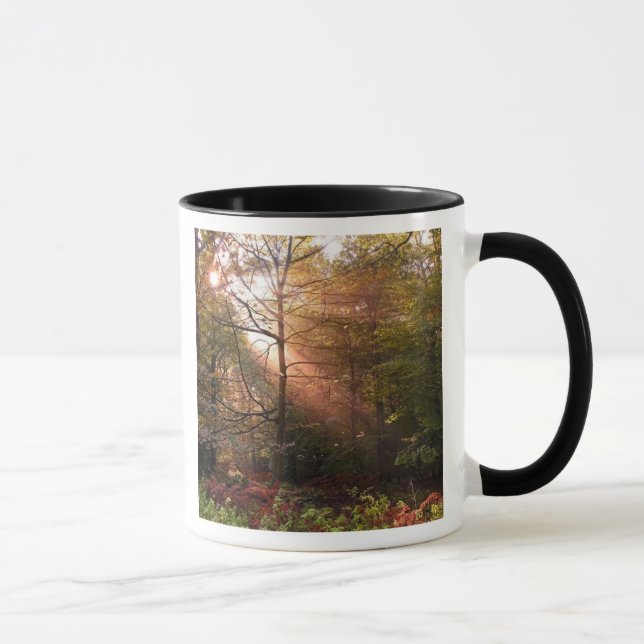UK. Forest of Dean. Sunbeam penetrating a Mug (Right)