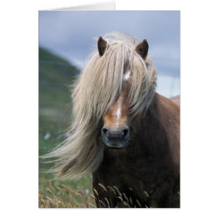 UK, Scotland, Shetland Islands, Shetland pony