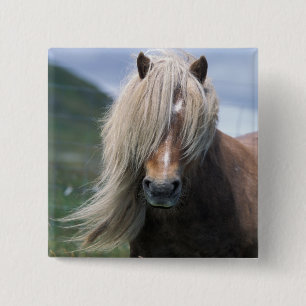 UK, Scotland, Shetland Islands, Shetland pony 15 Cm Square Badge