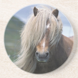 UK, Scotland, Shetland Islands, Shetland pony Coaster