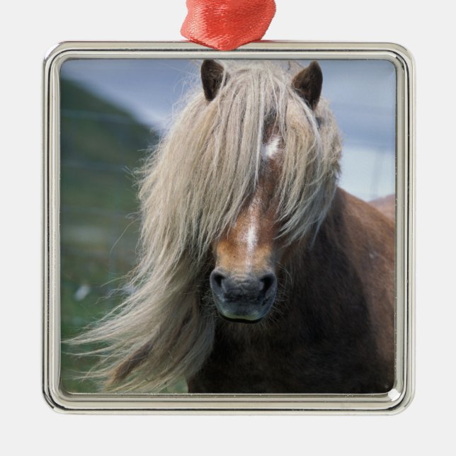 UK, Scotland, Shetland Islands, Shetland pony Metal Tree Decoration (Front)