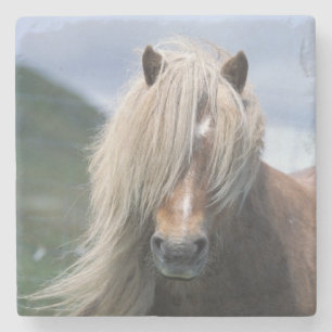 UK, Scotland, Shetland Islands, Shetland pony Stone Coaster