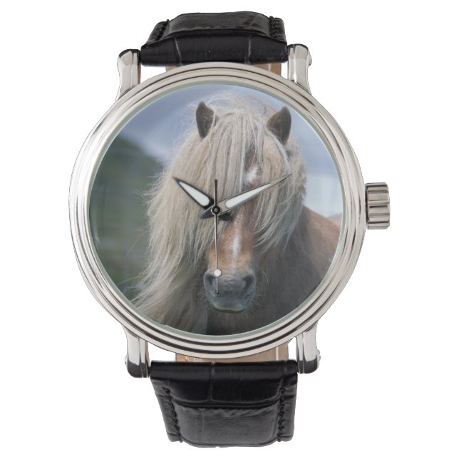 UK, Scotland, Shetland Islands, Shetland pony Watch (Front)